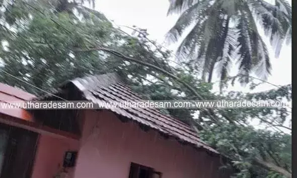 കുമ്പളയില്‍ റിട്ട. എസ്.ഐയുടെ വീടിന് മുകളിലേക്ക് മരം കടപുഴകി വീണു