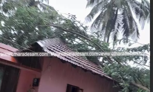 കുമ്പളയില്‍ റിട്ട. എസ്.ഐയുടെ വീടിന് മുകളിലേക്ക് മരം കടപുഴകി വീണു
