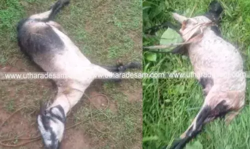 നാരംപാടി പുണ്ടൂരില് തെരുവ് നായ ആക്രമണം രൂക്ഷം; രണ്ട് ആടുകളെ കൊന്നു; ഭീതിയോടെ നാട്ടുകാര് നാരംപാടി പുണ്ടൂരില് തെരുവ് നായ ആക്രമണം രൂക്ഷം; രണ്ട് ആടുകളെ കൊന്നു; ഭീതിയോടെ നാട്ടുകാര്