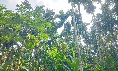 കവുങ്ങുകള്ക്ക് മഞ്ഞളിപ്പും ഇലപ്പുള്ളിയും; കര്ഷകര്ക്ക് നഷ്ടക്കണക്ക് മാത്രം കവുങ്ങുകള്ക്ക് മഞ്ഞളിപ്പും ഇലപ്പുള്ളിയും; കര്ഷകര്ക്ക് നഷ്ടക്കണക്ക് മാത്രം