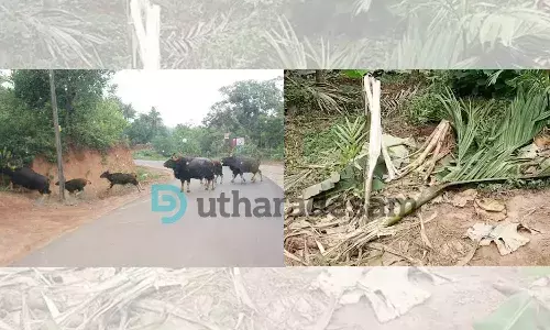 പുലിപ്പേടി മാറി, ഇനി കാട്ടുപോത്തുകള്; ജില്ല അതിര്ത്തിയില് കാട്ടുപോത്ത് ഭീതി; വ്യാപക നഷ്ടം പുലിപ്പേടി മാറി, ഇനി കാട്ടുപോത്തുകള്; ജില്ല അതിര്ത്തിയില് കാട്ടുപോത്ത് ഭീതി; വ്യാപക നഷ്ടം