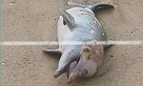 മഞ്ചേശ്വരം കടല്ക്കരയില് ഡോള്ഫിന് ചത്ത നിലയില്; വലിയ മല്സ്യം അക്രമിച്ചതാണെന്ന് സംശയം മഞ്ചേശ്വരം കടല്ക്കരയില് ഡോള്ഫിന് ചത്ത നിലയില്; വലിയ മല്സ്യം അക്രമിച്ചതാണെന്ന് സംശയം