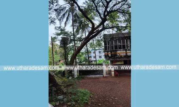 ഉദുമയില്‍ റേഷന്‍ കടയ്ക്ക് മുന്നില്‍ മരം അപകടാവസ്ഥയില്‍; മുറിച്ച് മാറ്റണമെന്ന ആവശ്യവുമായി നാട്ടുകാര്‍