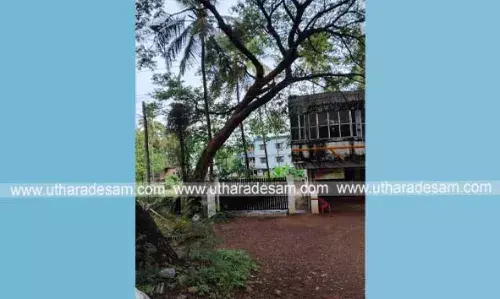 ഉദുമയില് റേഷന് കടയ്ക്ക് മുന്നില് മരം അപകടാവസ്ഥയില്; മുറിച്ച് മാറ്റണമെന്ന ആവശ്യവുമായി നാട്ടുകാര് ഉദുമയില് റേഷന് കടയ്ക്ക് മുന്നില് മരം അപകടാവസ്ഥയില്; മുറിച്ച് മാറ്റണമെന്ന ആവശ്യവുമായി നാട്ടുകാര്