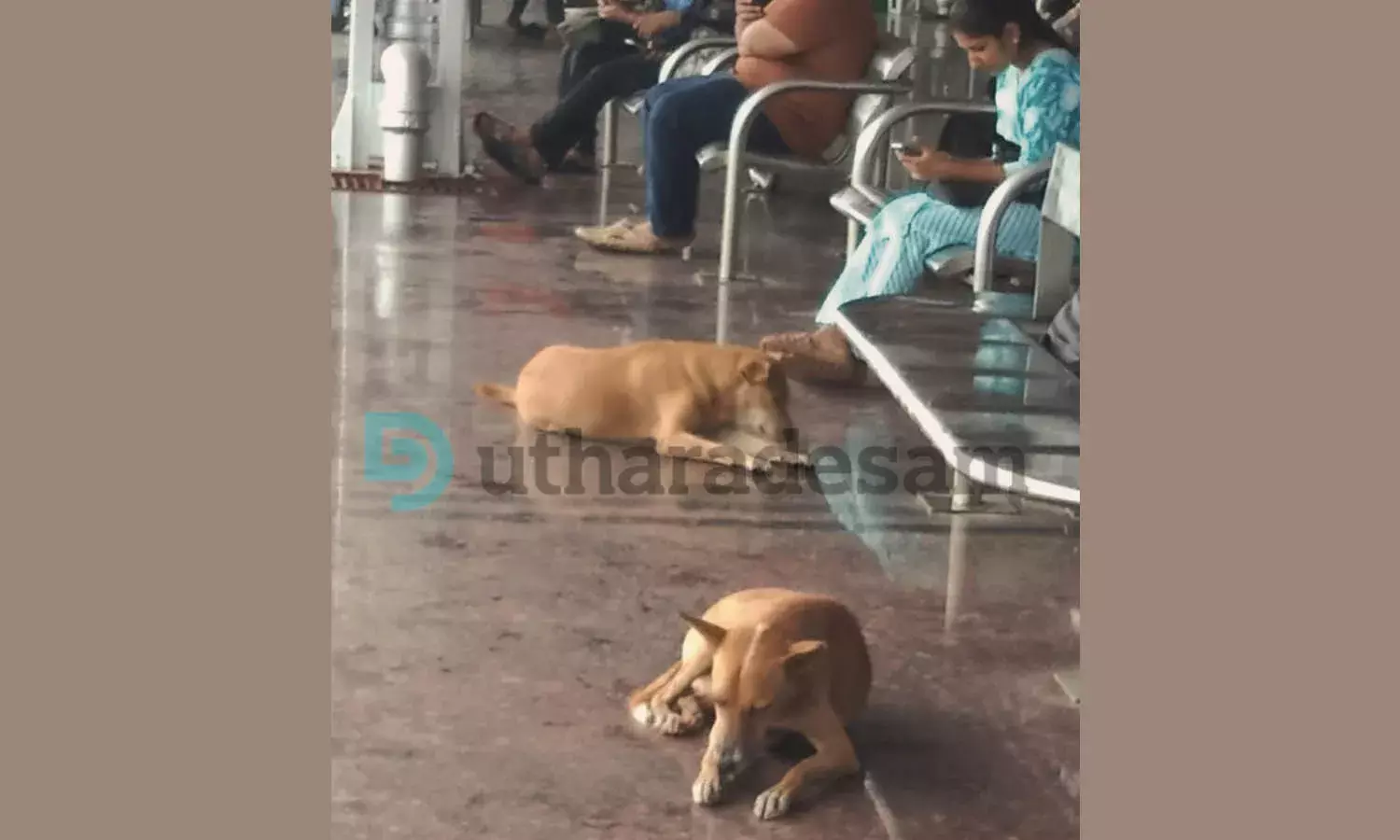 കാസര്‍കോട് റെയില്‍വെ സ്റ്റേഷനില്‍ നായശല്യം; ഇരിപ്പിടവും കയ്യേറുന്നു