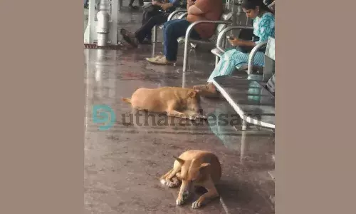 കാസര്കോട് റെയില്വെ സ്റ്റേഷനില് നായശല്യം; ഇരിപ്പിടവും കയ്യേറുന്നു കാസര്കോട് റെയില്വെ സ്റ്റേഷനില് നായശല്യം; ഇരിപ്പിടവും കയ്യേറുന്നു