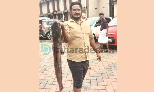 പുതുമഴയില്‍ പൊങ്ങി ആഫ്രിക്കന്‍ മുഷികള്‍; പിടികൂടിയത് 10 കി.ഗ്രാം ഭാരമുള്ളവ