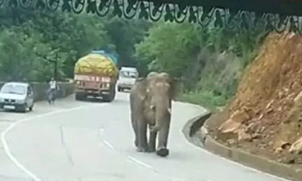 ഹൊസങ്കടിയില്‍ ഒറ്റപ്പെട്ട നിലയില്‍ കാട്ടാനയെ കണ്ടെത്തി; ജനങ്ങളോട് ജാഗ്രത പാലിക്കണമെന്ന് അഭ്യര്‍ത്ഥിച്ച് എംഎല്‍എ