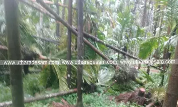 തോരാമഴ: കര്‍ഷകര്‍ക്ക് പറയാനുള്ളത് തീരാദുരിതത്തിന്റെ കഥകള്‍