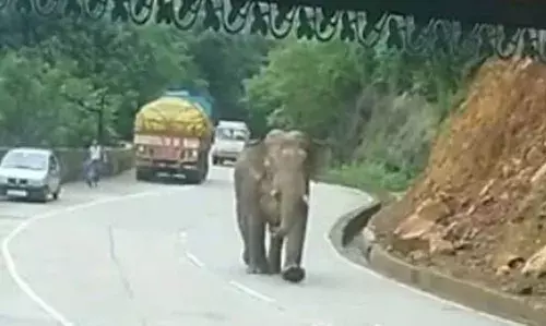 ഹൊസങ്കടിയില് ഒറ്റപ്പെട്ട നിലയില് കാട്ടാനയെ കണ്ടെത്തി; ജനങ്ങളോട് ജാഗ്രത പാലിക്കണമെന്ന് അഭ്യര്ത്ഥിച്ച് എംഎല്എ ഹൊസങ്കടിയില് ഒറ്റപ്പെട്ട നിലയില് കാട്ടാനയെ കണ്ടെത്തി; ജനങ്ങളോട് ജാഗ്രത പാലിക്കണമെന്ന് അഭ്യര്ത്ഥിച്ച് എംഎല്എ