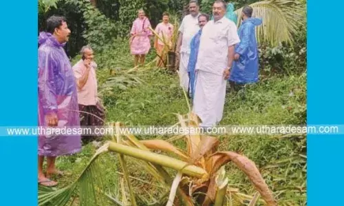 ബളാല്‍ പഞ്ചായത്തില്‍ വീണ്ടും കാട്ടാനക്കൂട്ടമിറങ്ങി; ലക്ഷങ്ങളുടെ കൃഷി നശിപ്പിച്ചു