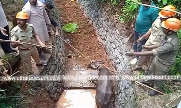 അറവിന് കൊണ്ടുവന്ന പോത്ത് വിരണ്ടോടി പരാക്രമം കാട്ടി; രണ്ടുപേര്ക്ക് പരിക്ക് അറവിന് കൊണ്ടുവന്ന പോത്ത് വിരണ്ടോടി പരാക്രമം കാട്ടി; രണ്ടുപേര്ക്ക് പരിക്ക്