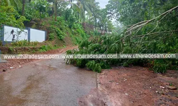 പള്ളത്തടുക്ക കോരിക്കാറില്‍ മരം കടപുഴകി വീണ് ഗതാഗതം സ്തംഭിച്ചു
