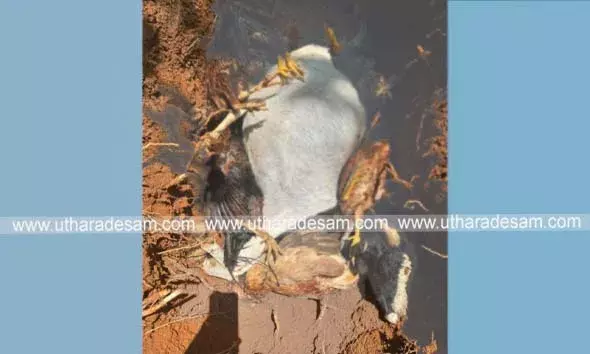 കുമ്പളയില്‍ തെരുവ് നായ്ക്കളുടെ ശല്യം രൂക്ഷം; കോഴികളെയും ആടുകളെയും അക്രമിച്ച് കൊല്ലുന്നു