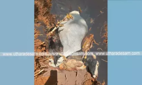 കുമ്പളയില് തെരുവ് നായ്ക്കളുടെ ശല്യം രൂക്ഷം; കോഴികളെയും ആടുകളെയും അക്രമിച്ച് കൊല്ലുന്നു കുമ്പളയില് തെരുവ് നായ്ക്കളുടെ ശല്യം രൂക്ഷം; കോഴികളെയും ആടുകളെയും അക്രമിച്ച് കൊല്ലുന്നു