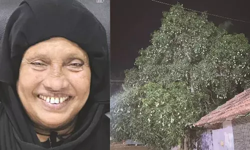 നാടിന്റെയാകെ നാവിലുണ്ട്  ബീഫാത്തിമയുടെ മാമ്പഴമധുരം