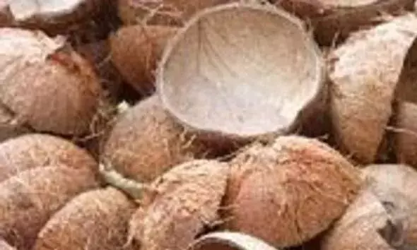തേങ്ങക്ക് പിന്നാലെ ചിരട്ടക്കും വില കുതിച്ച് കയറുന്നു; കൊടിയമ്മയില്‍ കടക്ക് പുറത്ത് സൂക്ഷിച്ച 6 ചാക്ക് ചിരട്ട കവര്‍ന്നു