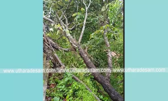 വെട്ടിമാറ്റണമെന്നാവശ്യപ്പെട്ട് പരാതി നല്കിയിട്ടും നടപടിയുണ്ടായില്ല; കനത്ത മഴയില് മരം കടപുഴകി വീണു; വീട്ടുകാര് അത്ഭുതകരമായി രക്ഷപ്പെട്ടു വെട്ടിമാറ്റണമെന്നാവശ്യപ്പെട്ട് പരാതി നല്കിയിട്ടും നടപടിയുണ്ടായില്ല; കനത്ത മഴയില് മരം കടപുഴകി വീണു; വീട്ടുകാര് അത്ഭുതകരമായി രക്ഷപ്പെട്ടു
