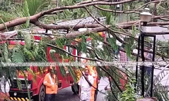 കനത്ത മഴ: ജില്ലയിലുടനീളം വ്യാപക നാശം; ബദിയഡുക്കയിലും എടനീരും മരം കടപുഴകി വീണ് ഗതാഗതം സ്തംഭിച്ചു; വൈദ്യുതി ബന്ധം താറുമാറായി