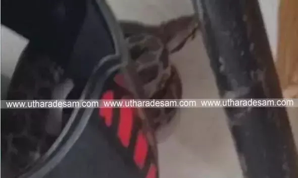 ഹെല്‍മറ്റിനുള്ളില്‍ കയറിയ പാമ്പ് വീട്ടമ്മയെ കടിച്ചു