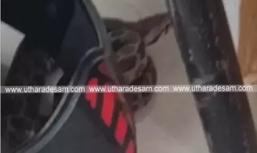 ഹെല്മറ്റിനുള്ളില് കയറിയ പാമ്പ് വീട്ടമ്മയെ കടിച്ചു ഹെല്മറ്റിനുള്ളില് കയറിയ പാമ്പ് വീട്ടമ്മയെ കടിച്ചു