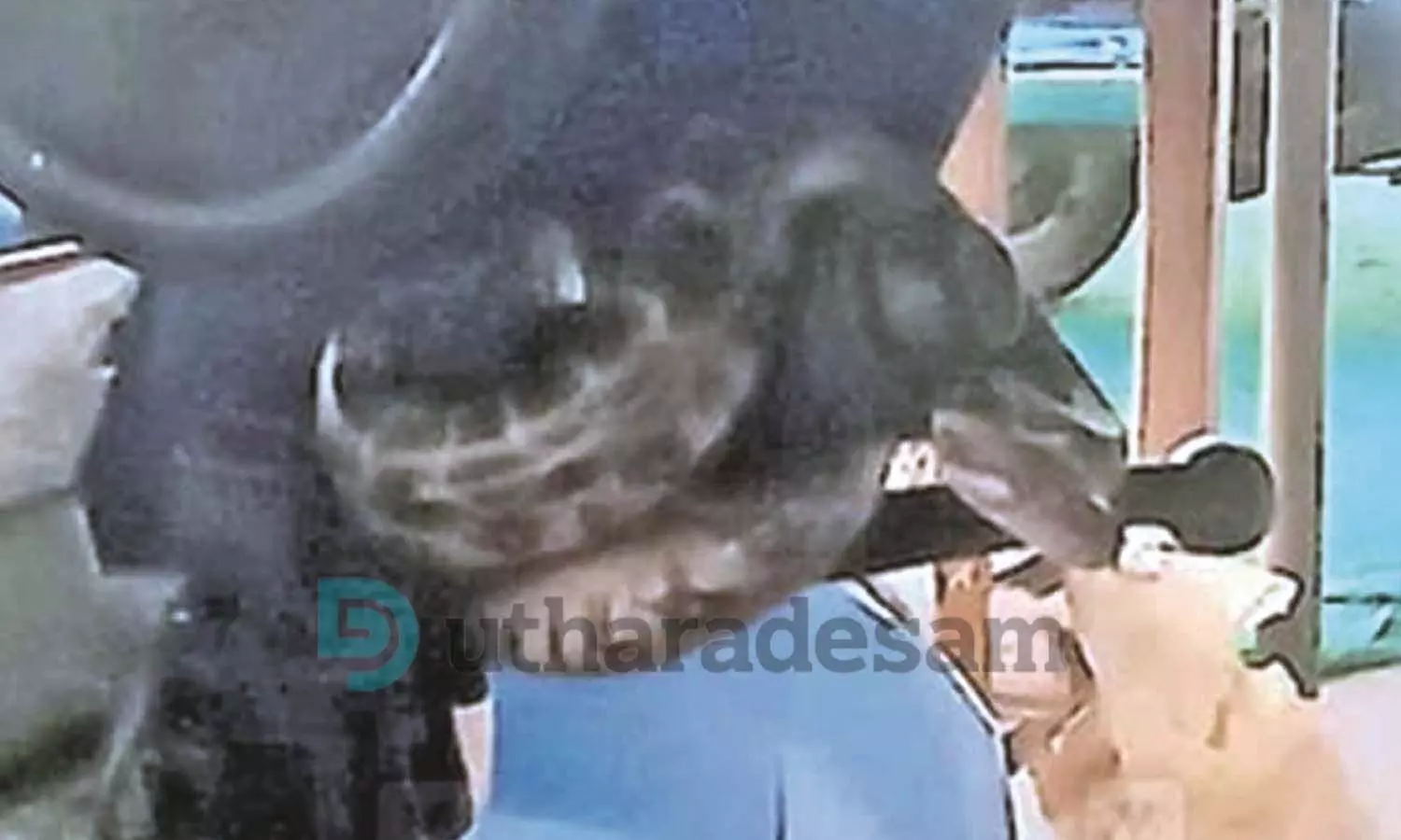 പഞ്ചായത്ത് ജീവനക്കാരിയുടെ സ്‌കൂട്ടറില്‍ പെരുമ്പാമ്പ് കയറി; യുവതി രക്ഷപ്പെട്ടത് ഭാഗ്യം കൊണ്ട്