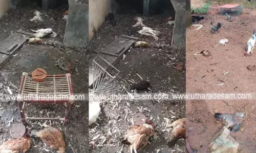 കോഴി വളര്ത്തല് കേന്ദ്രം തകര്ത്ത് തെരുവ് നായക്കൂട്ടം 50 ഓളം കോഴികളെയും താറാവുകളെയും കൊന്നൊടുക്കി; കണ്ണീരോടെ സംരംഭകന് കല്ലക്കട്ടയിലെ സഫ് വാന് കോഴി വളര്ത്തല് കേന്ദ്രം തകര്ത്ത് തെരുവ് നായക്കൂട്ടം 50 ഓളം കോഴികളെയും താറാവുകളെയും കൊന്നൊടുക്കി; കണ്ണീരോടെ സംരംഭകന് കല്ലക്കട്ടയിലെ സഫ് വാന്
