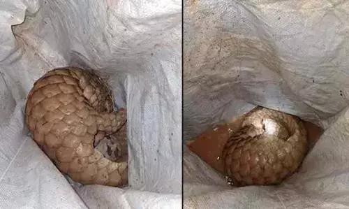 50 അടി താഴ്ചയുള്ള കിണറ്റില് വീണ അപൂര്വ ഇനയത്തില്പ്പെട്ട ഈനാംപേച്ചിയെ രക്ഷപ്പെടുത്തി 50 അടി താഴ്ചയുള്ള കിണറ്റില് വീണ അപൂര്വ ഇനയത്തില്പ്പെട്ട ഈനാംപേച്ചിയെ രക്ഷപ്പെടുത്തി