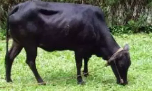 മൂന്ന് പശുക്കളെ വിഷം നല്കി കൊല്ലാന് ശ്രമം; ഗര്ഭിണിയായ പശു ചത്തു മൂന്ന് പശുക്കളെ വിഷം നല്കി കൊല്ലാന് ശ്രമം; ഗര്ഭിണിയായ പശു ചത്തു