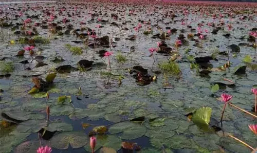 യാത്രയ്ക്ക് തയ്യാറെടുക്കുന്നുണ്ടോ? മലരിക്കലിലേക്ക് വിട്ടോ.. ആമ്പല്‍ വസന്തം കാണാം