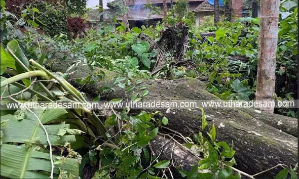 ഓര്‍മകള്‍ പന്തലിച്ച മരമുത്തശ്ശിക്ക് വിട; കാടകത്തെ ചരിത്രമുറങ്ങുന്ന കൂവള മരം കടപുഴകി