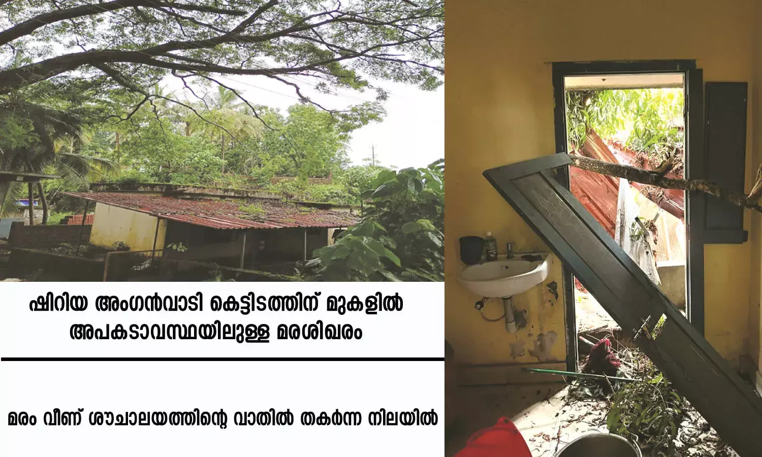 മുകളില്‍ മരങ്ങള്‍, താഴെ കാട്ടിനകത്ത് പെരുമ്പാമ്പുകളും; ജീവന്‍ പണയം വെച്ച് അംഗന്‍വാടി കുട്ടികള്‍