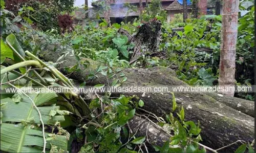 ഓര്മകള് പന്തലിച്ച മരമുത്തശ്ശിക്ക് വിട; കാടകത്തെ ചരിത്രമുറങ്ങുന്ന കൂവള മരം കടപുഴകി ഓര്മകള് പന്തലിച്ച മരമുത്തശ്ശിക്ക് വിട; കാടകത്തെ ചരിത്രമുറങ്ങുന്ന കൂവള മരം കടപുഴകി