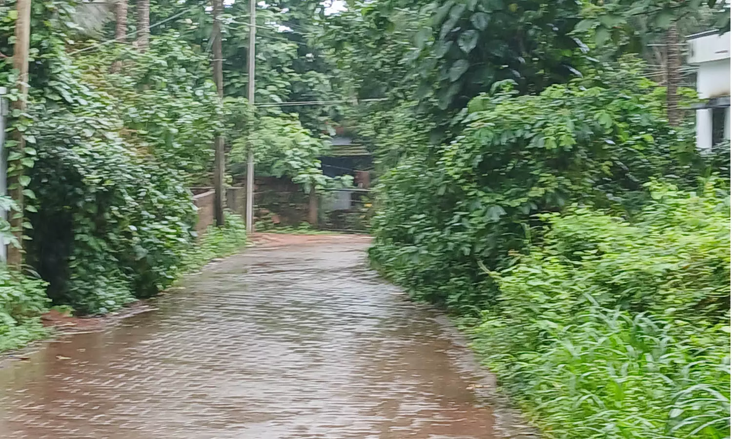 കുമ്പള സര്‍ക്കാര്‍ ആസ്പത്രി റോഡില്‍  കുറ്റിക്കാടുകള്‍ പടര്‍ന്ന് പന്തലിച്ചു