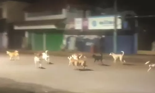 നഗരത്തിലെ പ്രധാന റോഡുകളടക്കം  കയ്യേറി തെരുവ് നായകള്‍