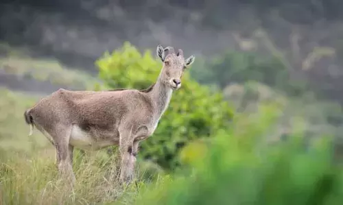 ഇരവികുളം, ഡാച്ചിഗാം ഉദ്യാനങ്ങള് മികച്ച ദേശീയോദ്യാനങ്ങളായി തിരഞ്ഞെടുക്കപ്പെട്ടു ഇരവികുളം, ഡാച്ചിഗാം ഉദ്യാനങ്ങള് മികച്ച ദേശീയോദ്യാനങ്ങളായി തിരഞ്ഞെടുക്കപ്പെട്ടു