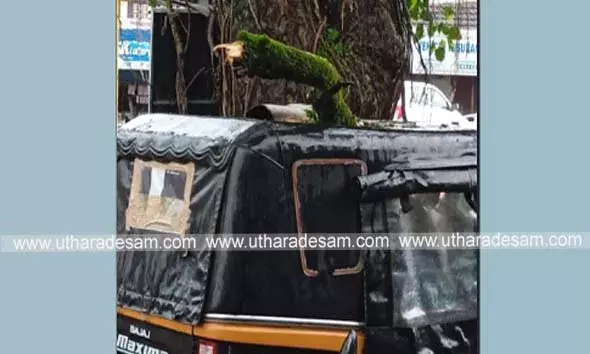 നിര്‍ത്തിയിട്ട ഓട്ടോ റിക്ഷയ്ക്ക് മുകളില്‍ മരത്തിന്റെ ശിഖരം പൊട്ടി വീണു