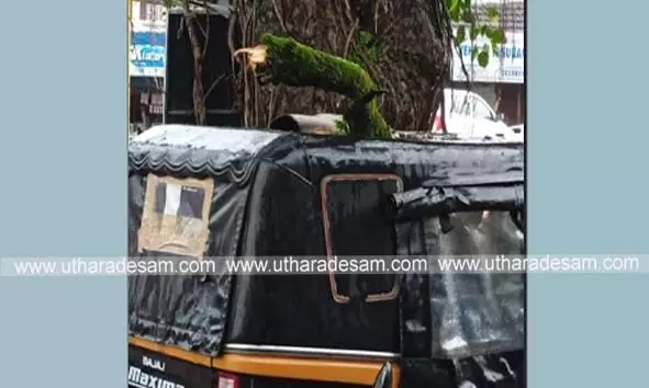 നിര്ത്തിയിട്ട ഓട്ടോ റിക്ഷയ്ക്ക് മുകളില് മരത്തിന്റെ ശിഖരം പൊട്ടി വീണു നിര്ത്തിയിട്ട ഓട്ടോ റിക്ഷയ്ക്ക് മുകളില് മരത്തിന്റെ ശിഖരം പൊട്ടി വീണു