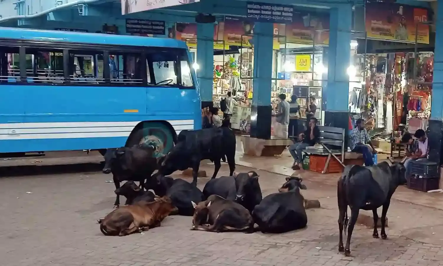 ഒടുവില്‍ അധികൃതര്‍ ഉണര്‍ന്നു; കാസര്‍കോട് നഗരത്തില്‍ കന്നുകാലികളെ അഴിച്ചു വിട്ടാല്‍ നടപടി