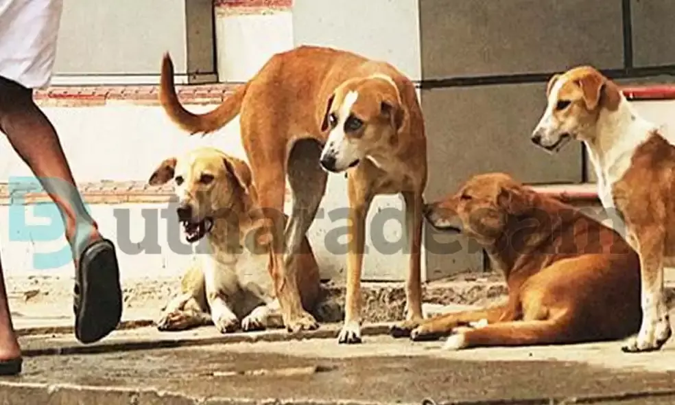 ഏഴ് മാസത്തിനിടെ ജില്ലയില്‍ തെരുവുനായയുടെ കടിയേറ്റത് 3931 പേര്‍ക്ക്; എ.ബി.സി പദ്ധതി മുടങ്ങിയിട്ട് മാസങ്ങള്‍