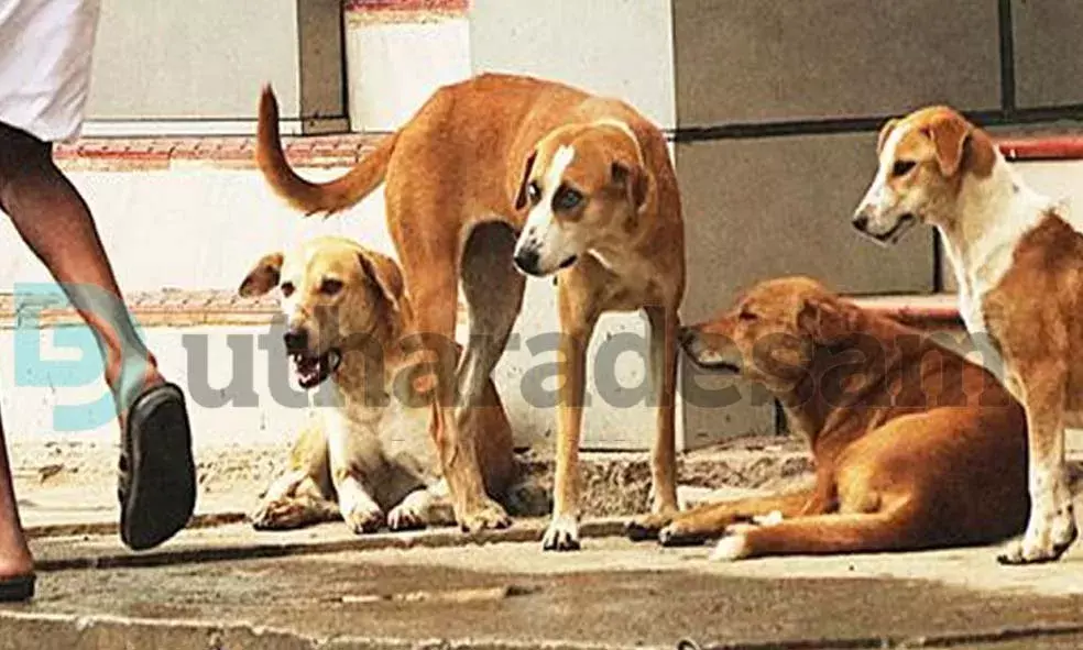 ഏഴ് മാസത്തിനിടെ ജില്ലയില്‍ തെരുവുനായയുടെ കടിയേറ്റത് 3931 പേര്‍ക്ക്; എ.ബി.സി പദ്ധതി മുടങ്ങിയിട്ട് മാസങ്ങള്‍