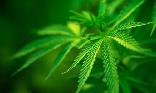 സൂപ്പര്മാര്ക്കറ്റിന് പിറകില് കഞ്ചാവ് ചെടികള്; കസ്റ്റഡിയിലെടുത്ത് പൊലീസ് സൂപ്പര്മാര്ക്കറ്റിന് പിറകില് കഞ്ചാവ് ചെടികള്; കസ്റ്റഡിയിലെടുത്ത് പൊലീസ്