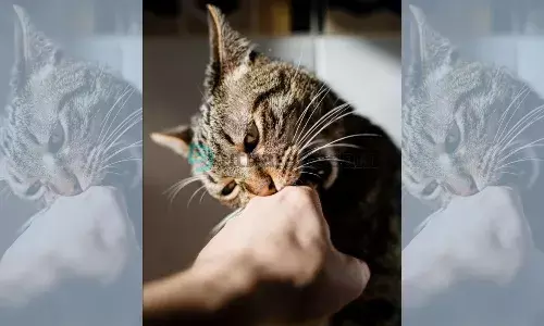 ഓമനിക്കാം; പക്ഷെ കരുതല് വേണം ഓമനിക്കാം; പക്ഷെ കരുതല് വേണം