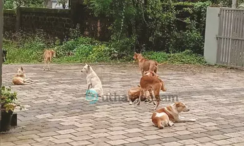 കാഞ്ഞങ്ങാട് നെഹ്റു കോളേജിലും പരിസരത്തും തെരുവ് നായ ശല്യം രൂക്ഷം കാഞ്ഞങ്ങാട് നെഹ്റു കോളേജിലും പരിസരത്തും തെരുവ് നായ ശല്യം രൂക്ഷം