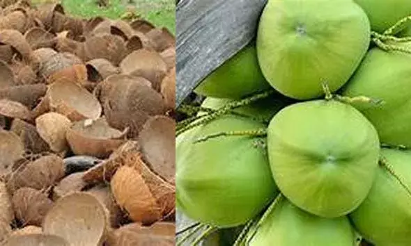 വില കൂടിയതോടെ കര്‍ഷകരുടെ ഉറക്കം കെടുത്തി നാട്ടില്‍ തേങ്ങ-ചിരട്ട കള്ളന്‍മാര്‍ പെരുകുന്നു