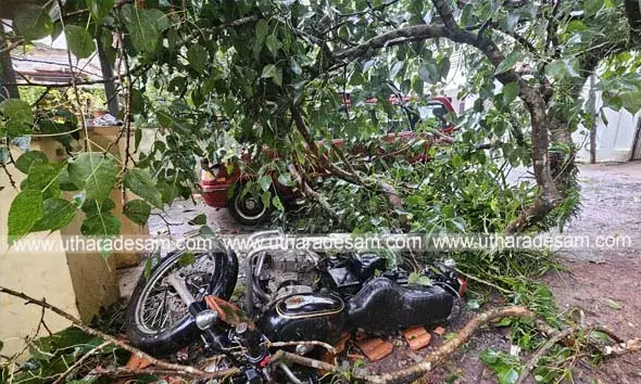 കാഞ്ഞങ്ങാട് മരം പൊട്ടി വീണ് 2 വാഹനങ്ങള്‍ക്ക് കേടുപാടുകള്‍ സംഭവിച്ചു: വന്‍ ദുരന്തം ഒഴിവായത് തലനാരിഴയ്ക്ക്