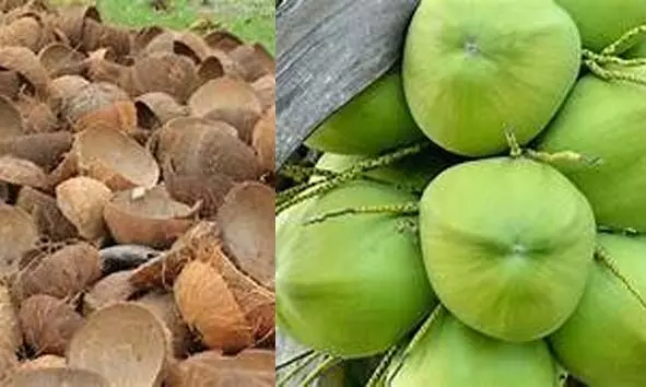 വില കൂടിയതോടെ കര്‍ഷകരുടെ ഉറക്കം കെടുത്തി നാട്ടില്‍ തേങ്ങ-ചിരട്ട കള്ളന്‍മാര്‍ പെരുകുന്നു