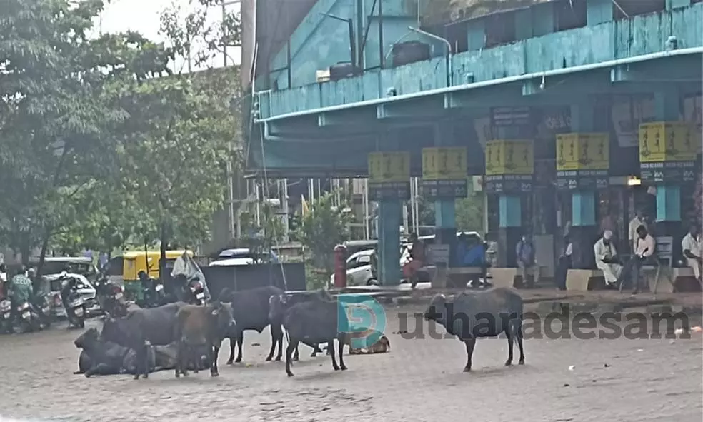മാടുകള് വാണിടും ബസ് സ്റ്റാന്റ്; നഗരസഭയുടെ ഉറപ്പ് പാഴ് വാക്കായി മാടുകള് വാണിടും ബസ് സ്റ്റാന്റ്; നഗരസഭയുടെ ഉറപ്പ് പാഴ് വാക്കായി