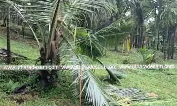 മലയോരത്ത് വീണ്ടും കാട്ടാനക്കലി; കൃഷികള്‍ നശിപ്പിച്ചു