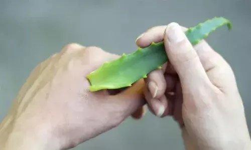 പൊള്ളലേറ്റാല് എന്ത് ചെയ്യും? ഫലപ്രദമായ ചില വീട്ടുവൈദ്യങ്ങള് ഇതാ! പൊള്ളലേറ്റാല് എന്ത് ചെയ്യും? ഫലപ്രദമായ ചില വീട്ടുവൈദ്യങ്ങള് ഇതാ!